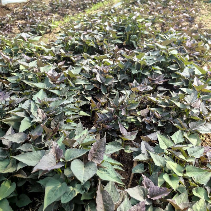 哈密红薯苗长期稳定供货可视频看货量大从优