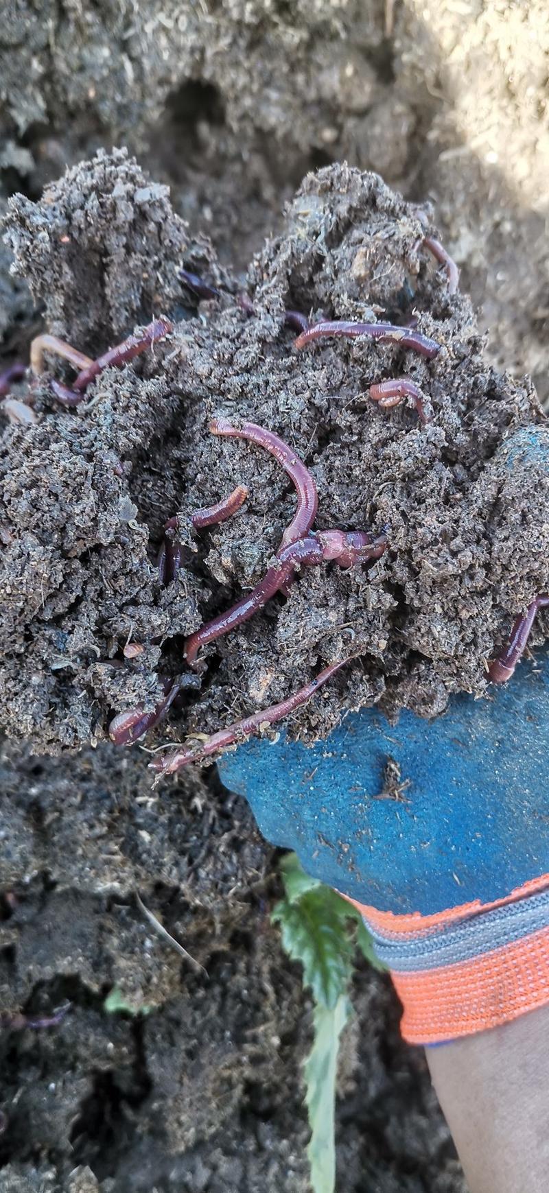 蚯蚓粪有机肥常年供应，改良土壤，瓜果蔬菜用肥，花卉营业土