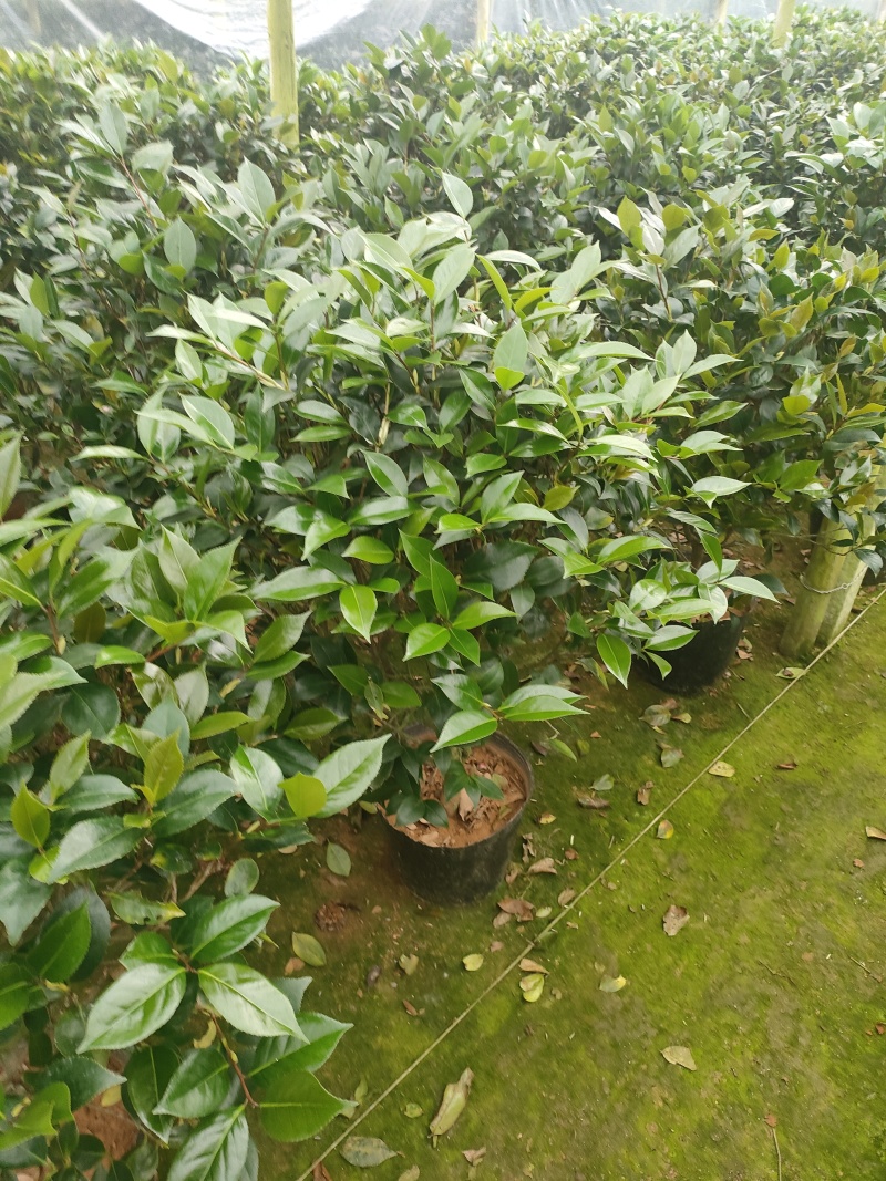 绿化茶花原盆原土发货福建龙岩基地发货一手货源诚信第一