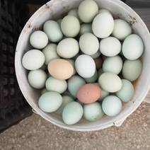 散养绿壳土鸡蛋