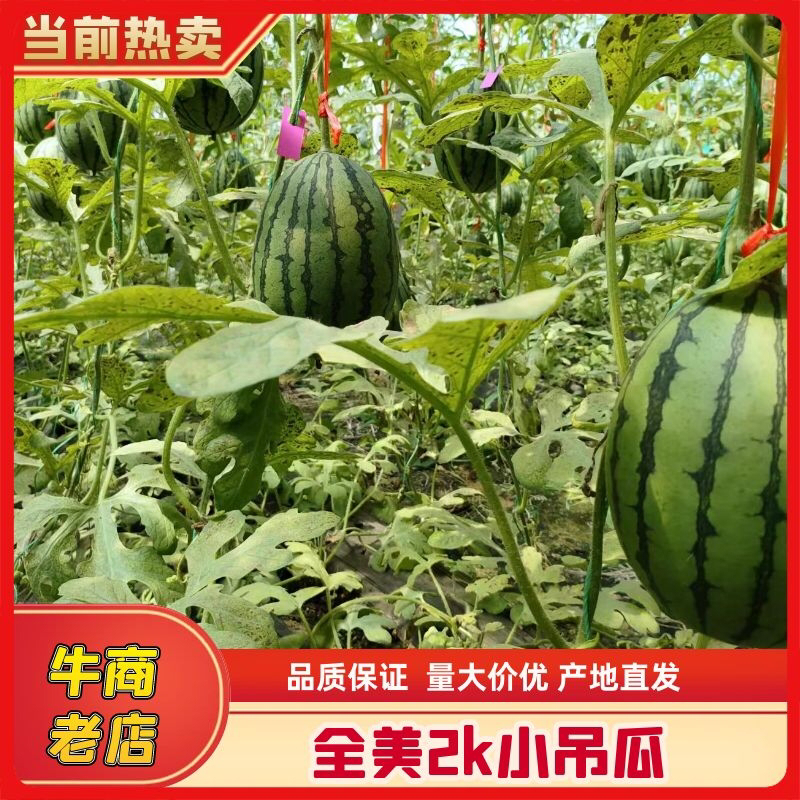 山东全美2k小吊瓜，货量足，品质好，可视频看货选货