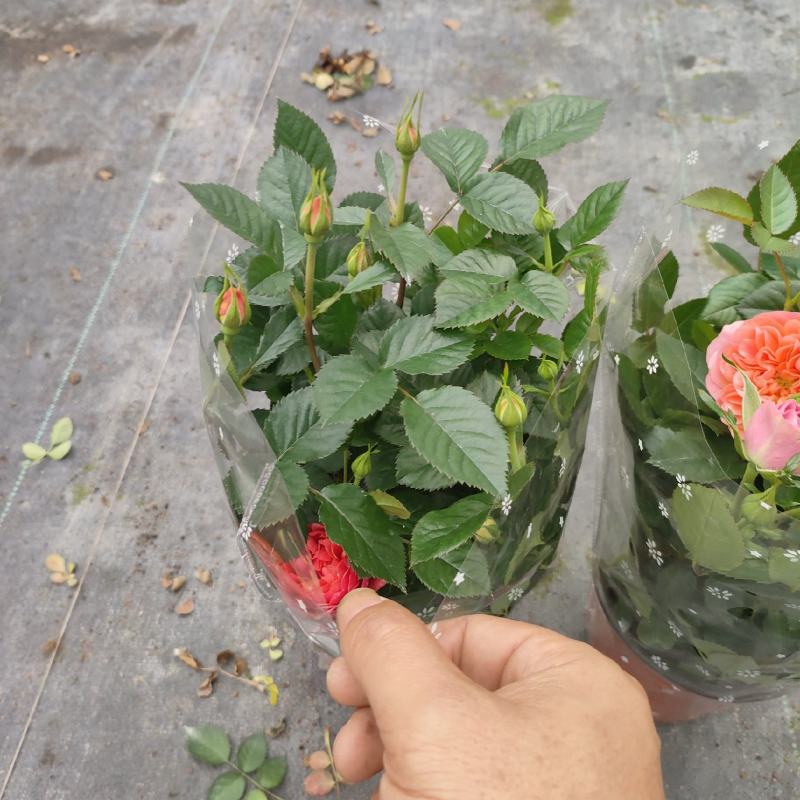 欧月玫瑰花