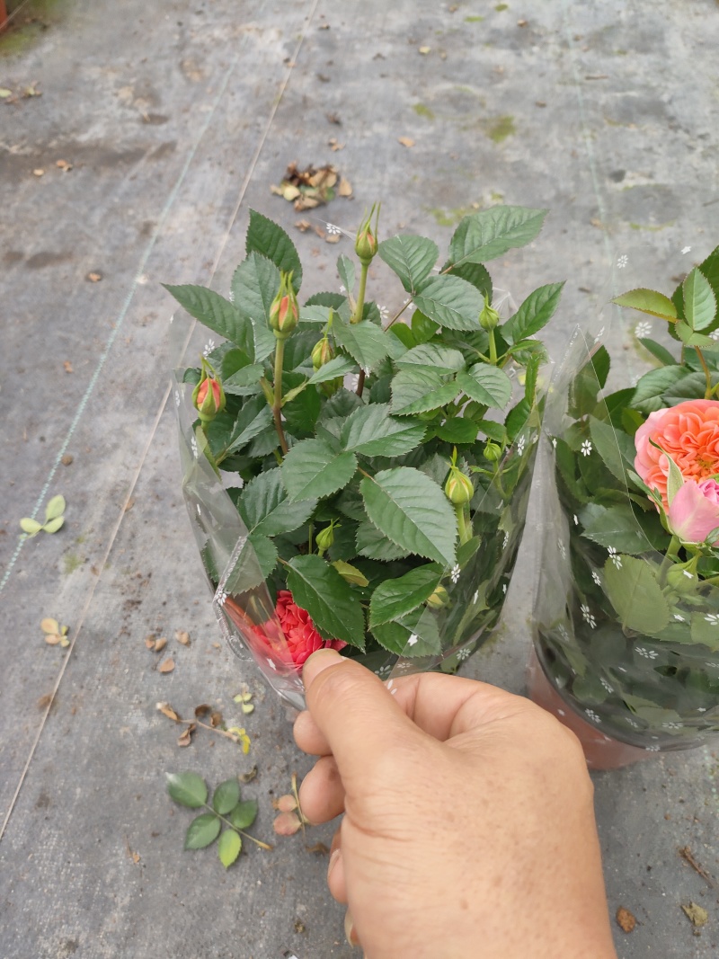 欧月玫瑰花