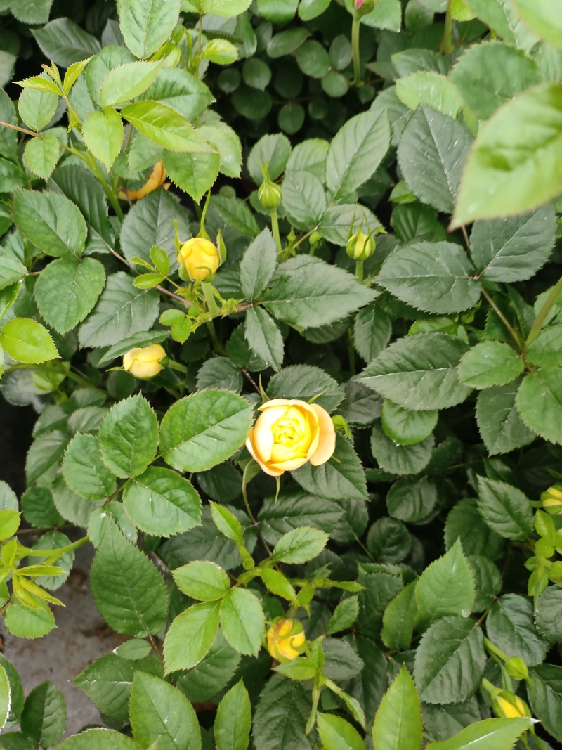欧月玫瑰花