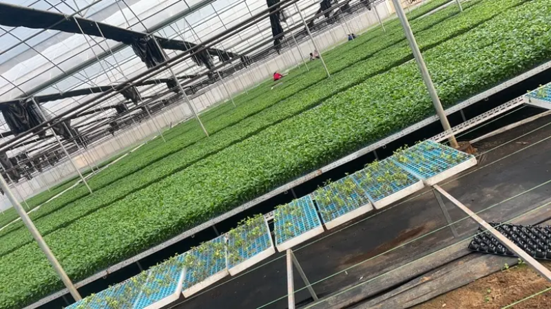 二荆条辣椒苗成活率高保证正品支持订购签合同技术指导
