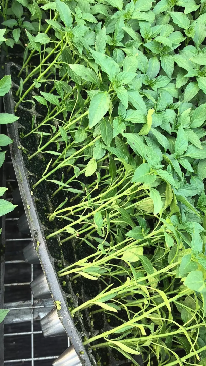 二荆条辣椒苗成活率高保证正品支持订购签合同技术指导