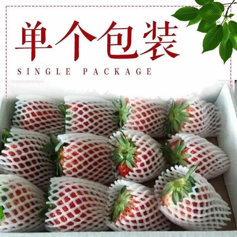 山东潍坊产区新鲜草莓大量现货对接全国各地客商前来洽谈合作