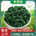 特级铁观音招牌茶，2026新茶，茶农直邮，亏本打市场