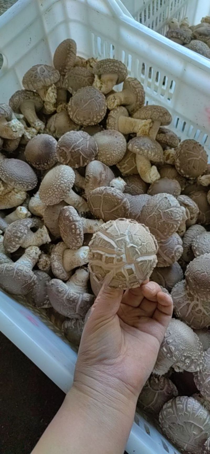808鲜香菇