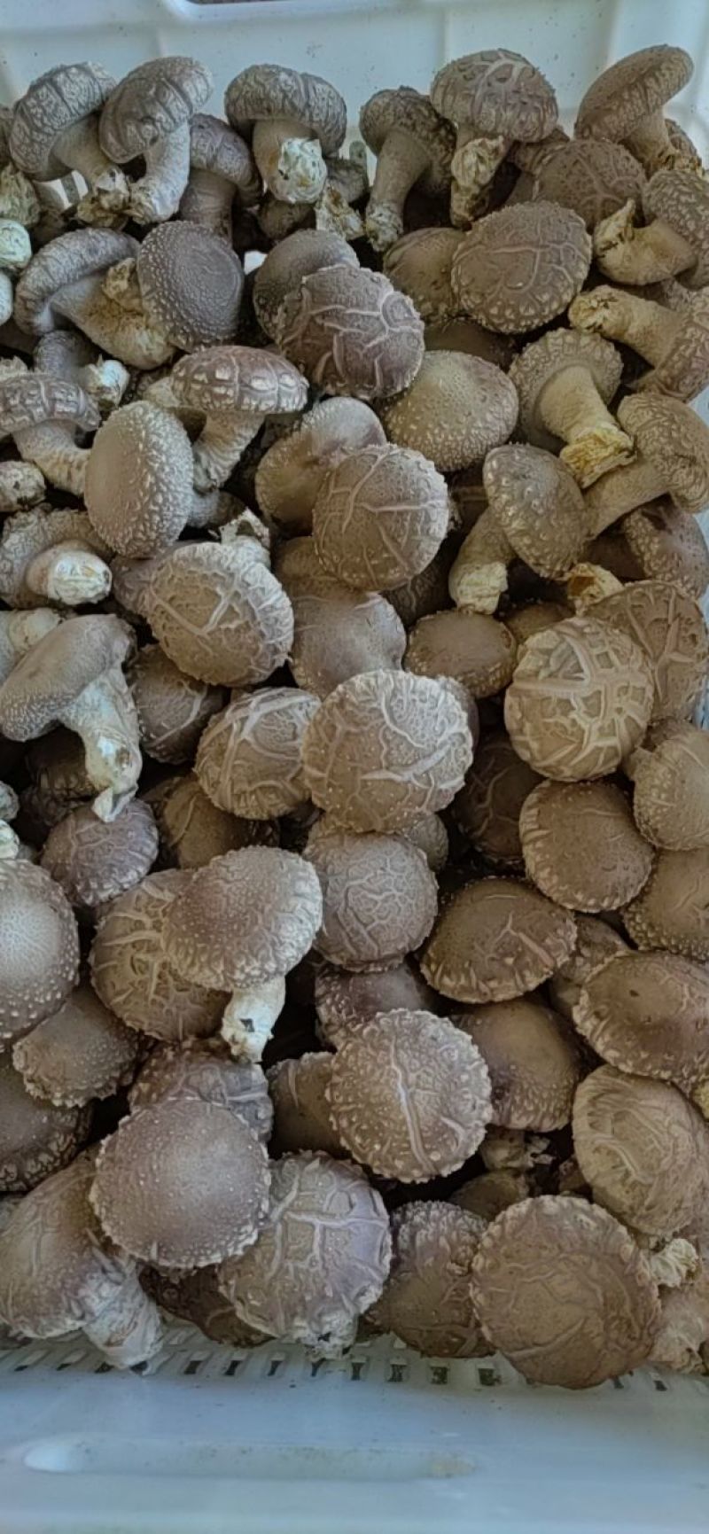 808鲜香菇