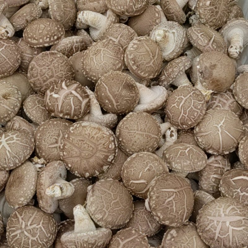 808鲜香菇