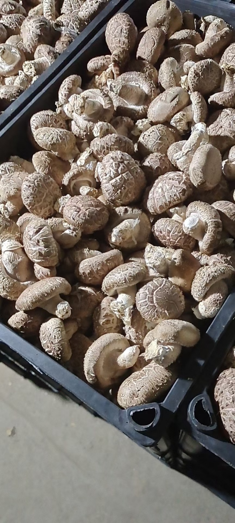 808鲜香菇