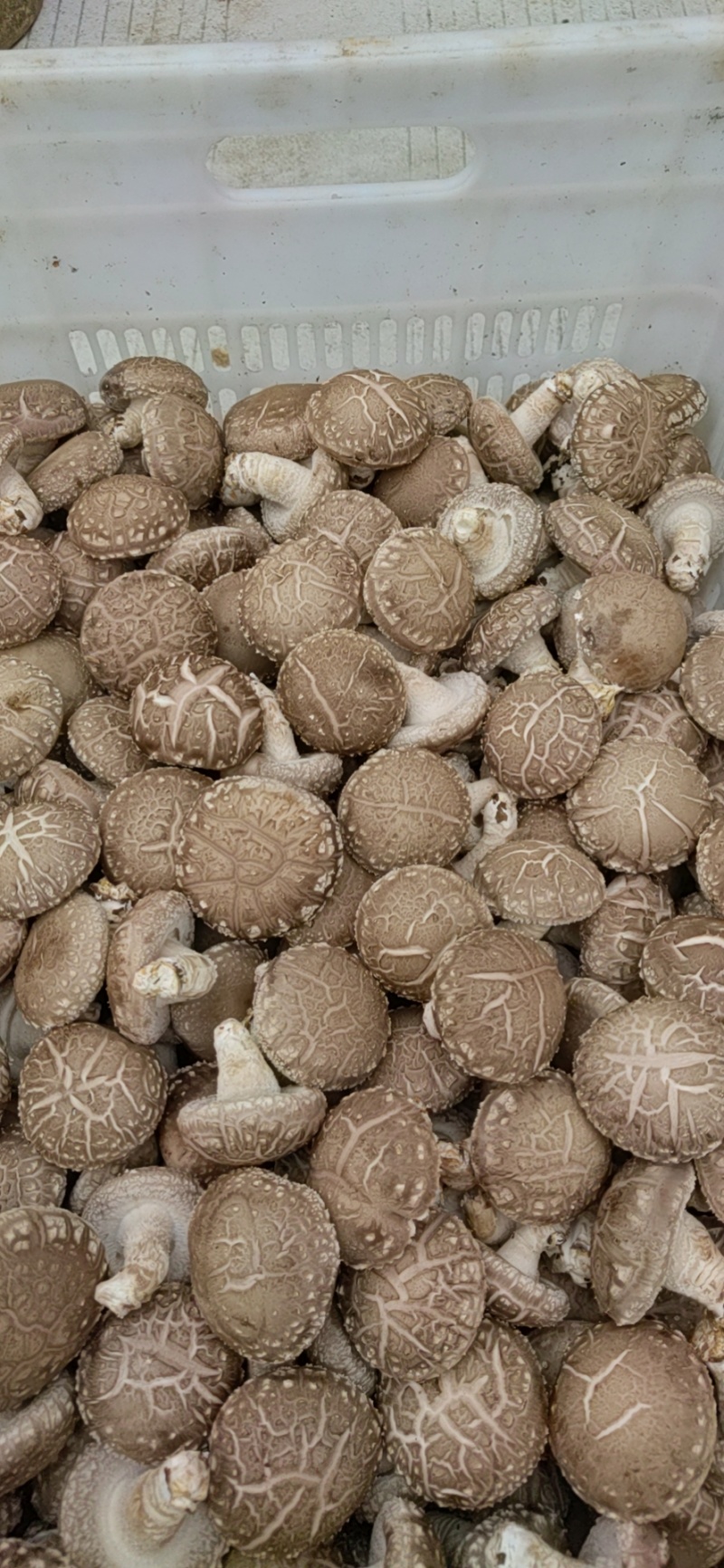 808鲜香菇