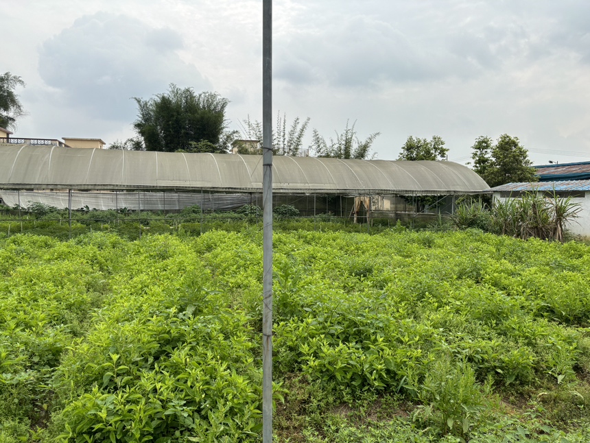 千禧果种植基地实景图