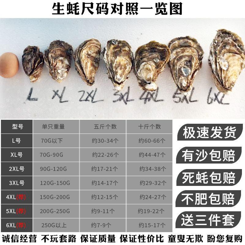顺丰包邮乳山生蚝鲜活新鲜海蛎子10斤大海鲜牡蛎肉水产5斤