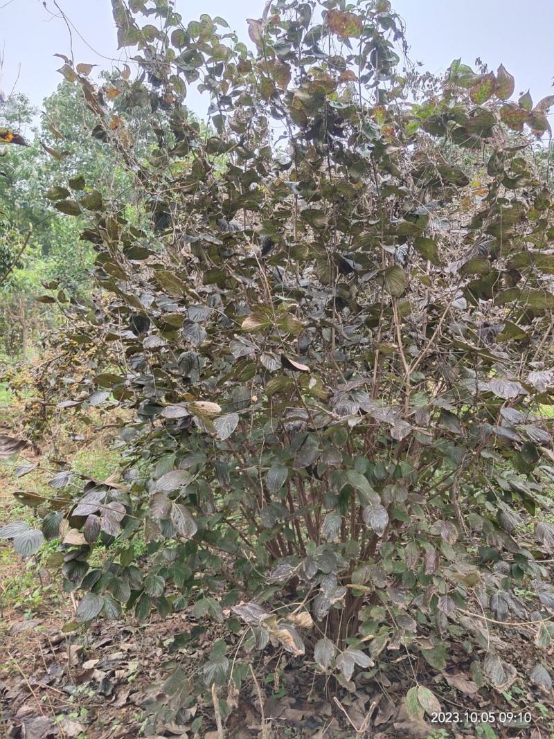 山茱萸伏牛山脉具有多种中药材，其山茱萸耐寒耐旱适应能力强