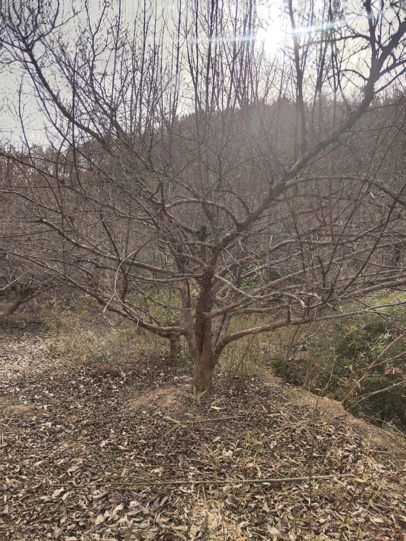山茱萸伏牛山脉具有多种中药材，其山茱萸耐寒耐旱适应能力强