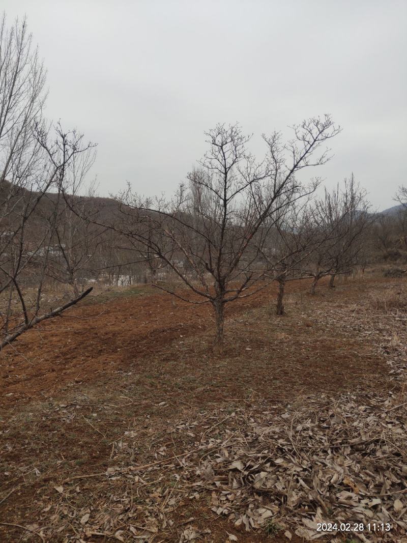 山茱萸伏牛山脉具有多种中药材，其山茱萸耐寒耐旱适应能力强