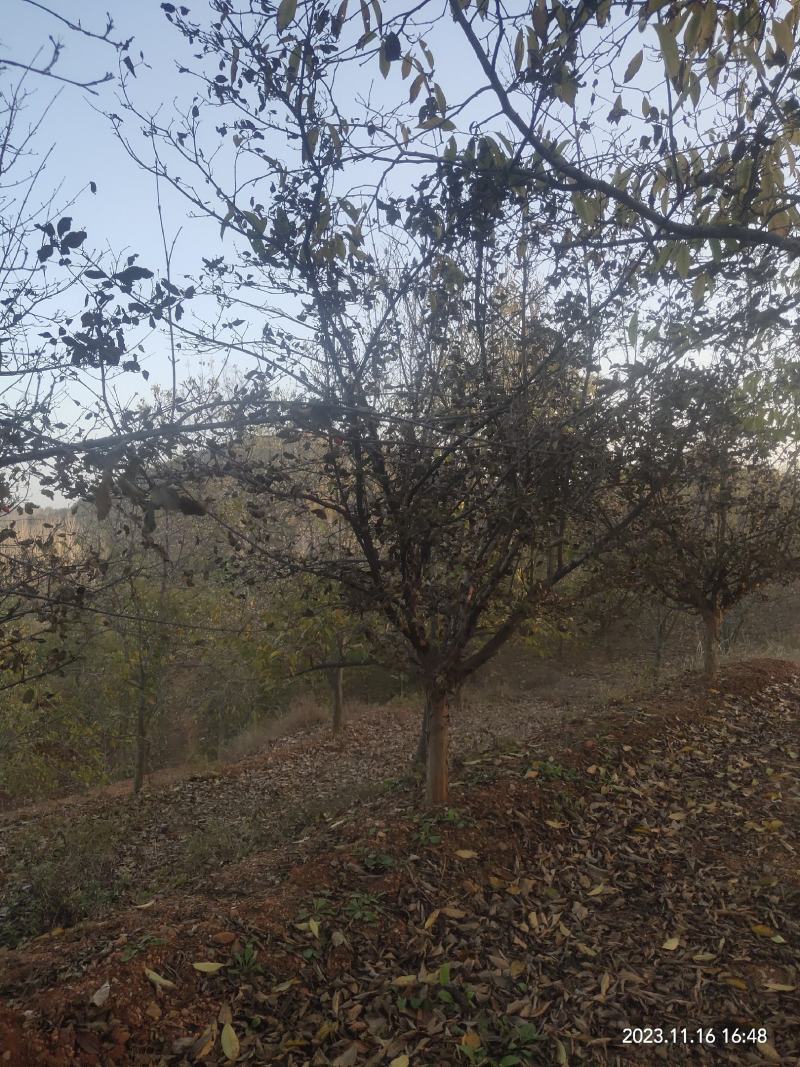 山茱萸伏牛山脉具有多种中药材，其山茱萸耐寒耐旱适应能力强
