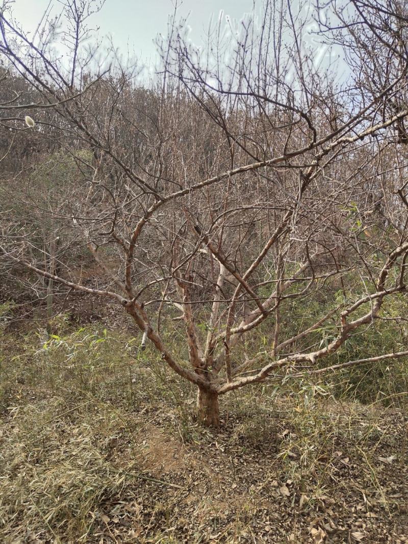 山茱萸伏牛山脉具有多种中药材，其山茱萸耐寒耐旱适应能力强