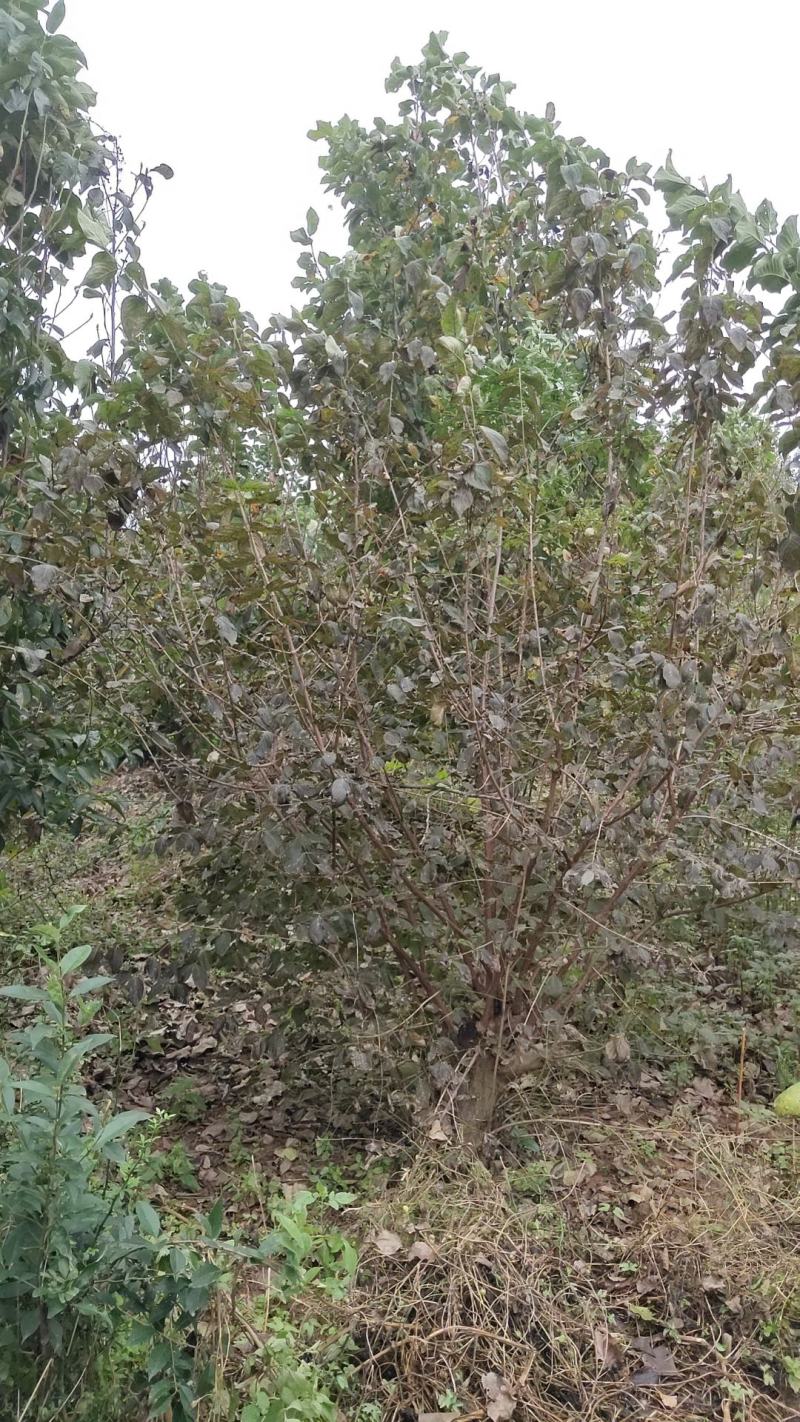 山茱萸伏牛山脉具有多种中药材，其山茱萸耐寒耐旱适应能力强