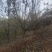 山茱萸伏牛山脉具有多种中药材，其山茱萸耐寒耐旱适应能力强