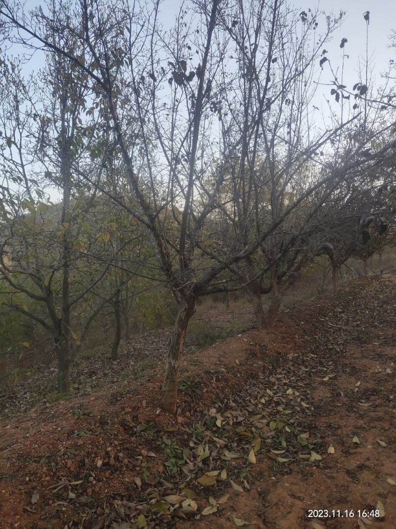 山茱萸伏牛山脉具有多种中药材，其山茱萸耐寒耐旱适应能力强