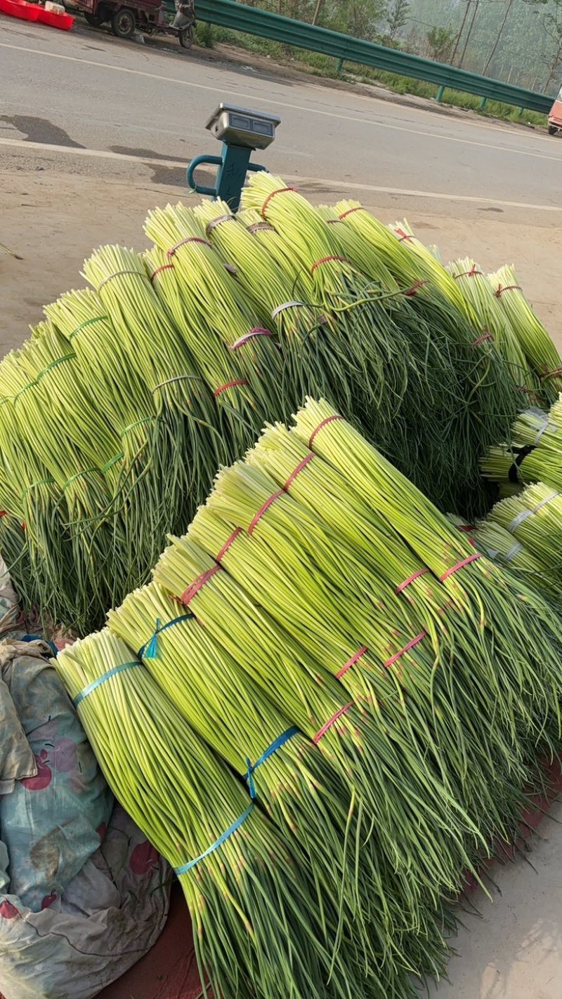纯鲜薹，粗细适中，长度60-70公分，随行就市，大量走货