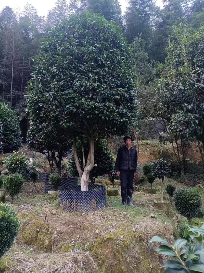 五色赤丹茶花17公分