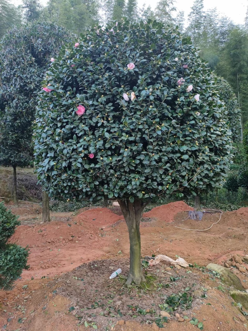 五色赤丹茶花17公分
