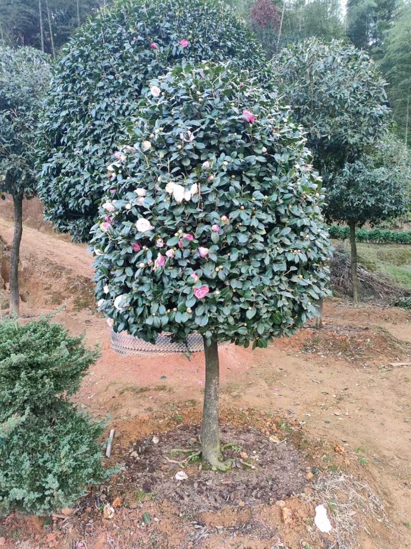五色赤丹茶花17公分