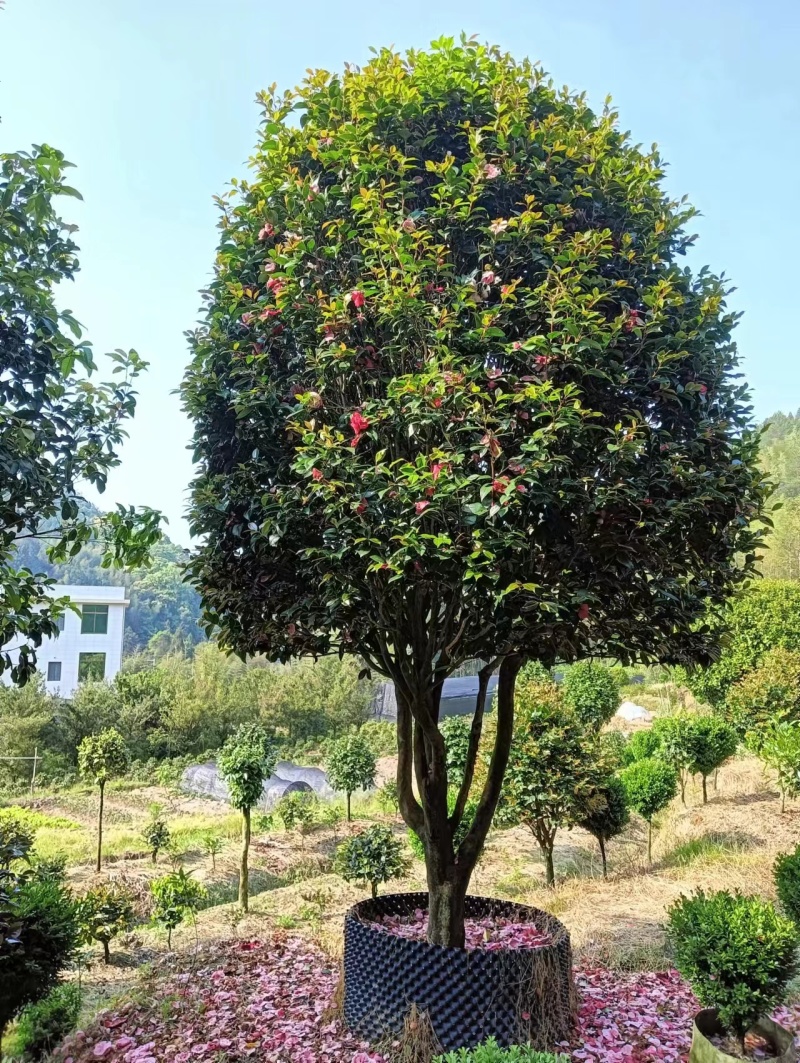 五色赤丹茶花17公分
