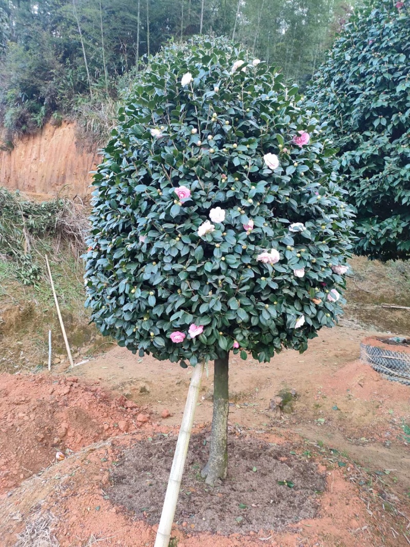 五色赤丹茶花17公分