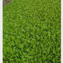 精品鸡毛菜