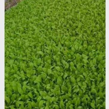 精品鸡毛菜