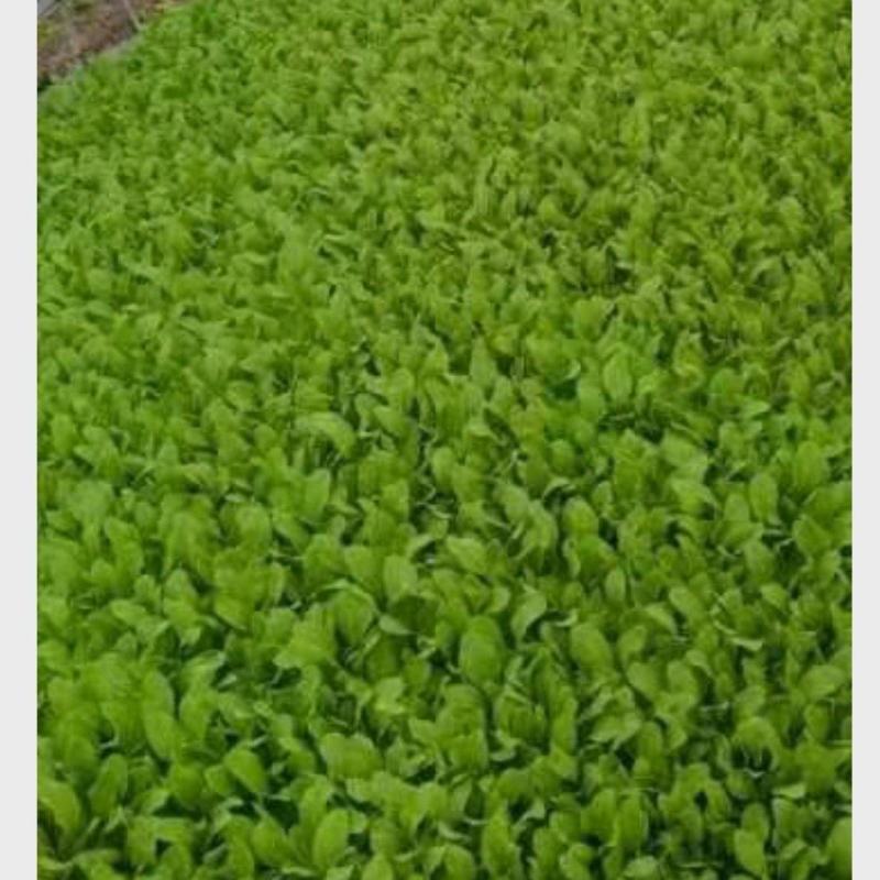 精品鸡毛菜