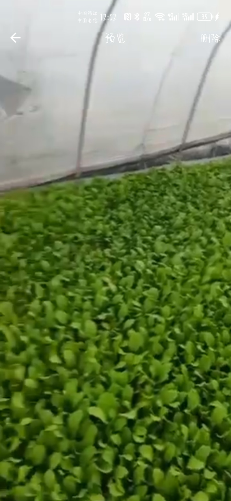 精品鸡毛菜