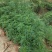 野生益母草，广西，愿有好的药厂合作。合作共赢
