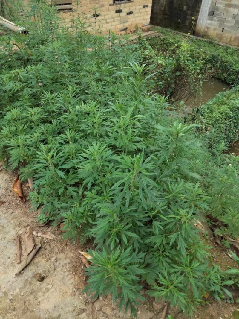 野生益母草，广西，愿有好的药厂合作。合作共赢