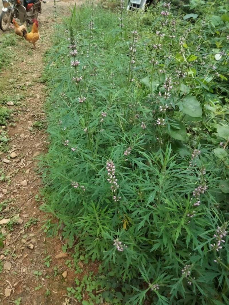 野生益母草，广西，愿有好的药厂合作。合作共赢