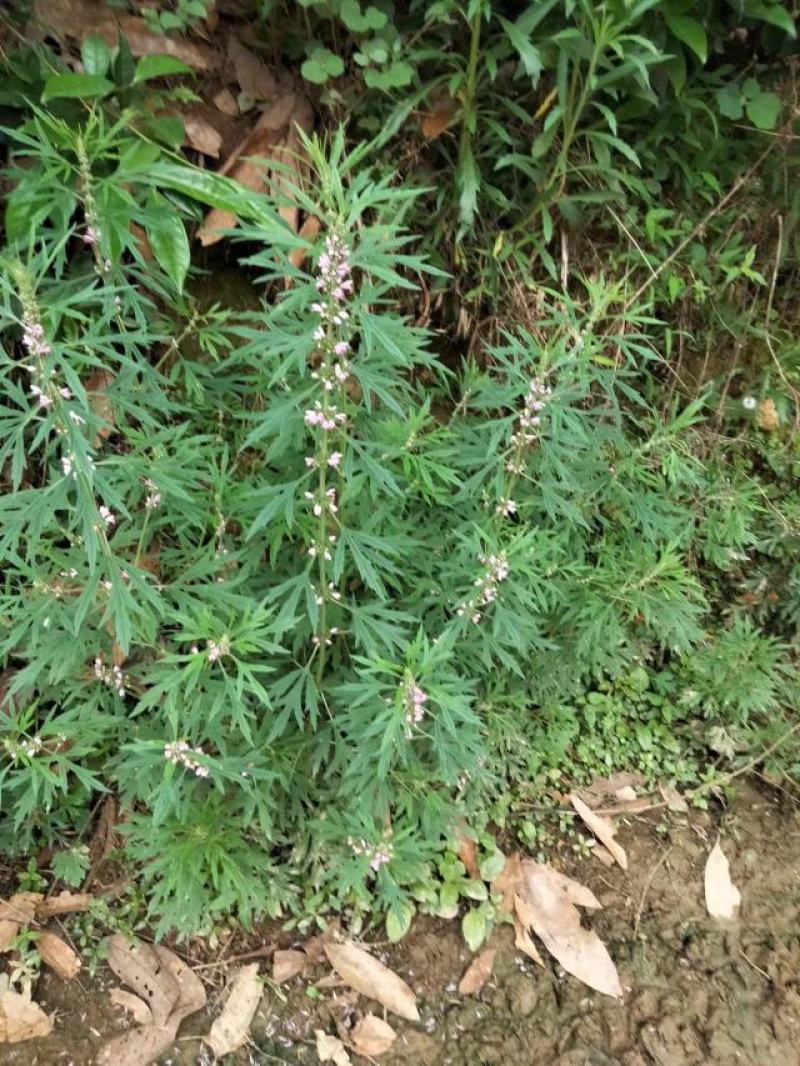 野生益母草，广西，愿有好的药厂合作。合作共赢