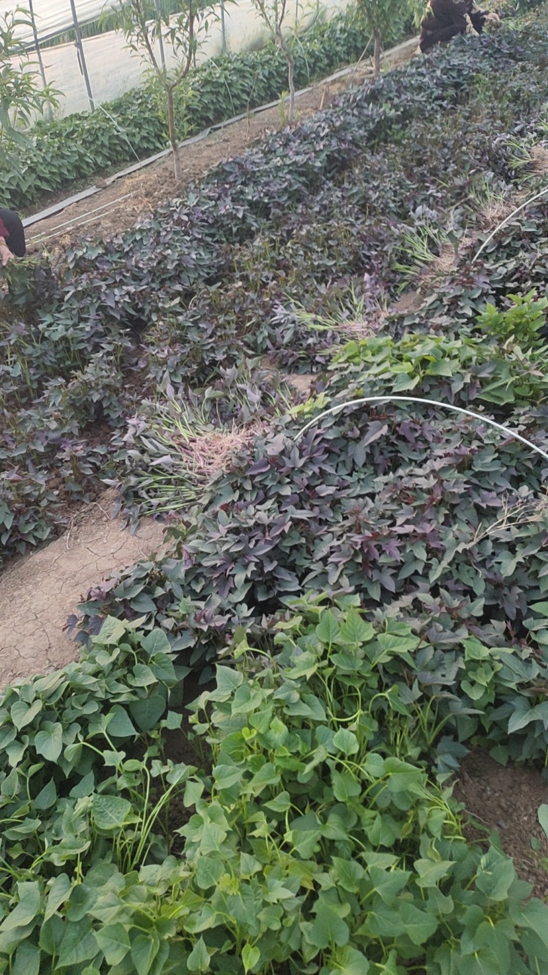 商薯19脱毒苗直拔苗带跟
