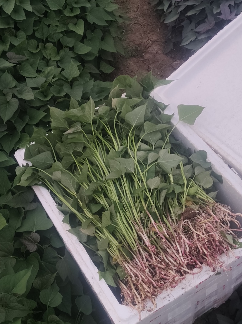 商薯19脱毒苗直拔苗带跟