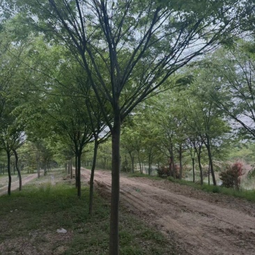 10公分精品榉树出售中基地供应规格齐全现挖现卖易存活