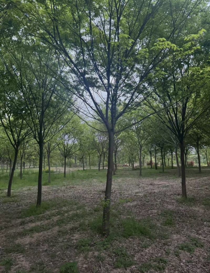 10公分精品榉树出售中基地供应规格齐全现挖现卖易存活