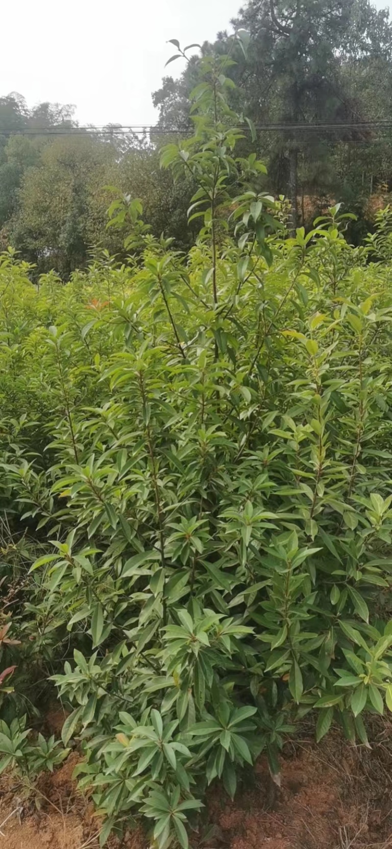地径2公分木荷土球苗