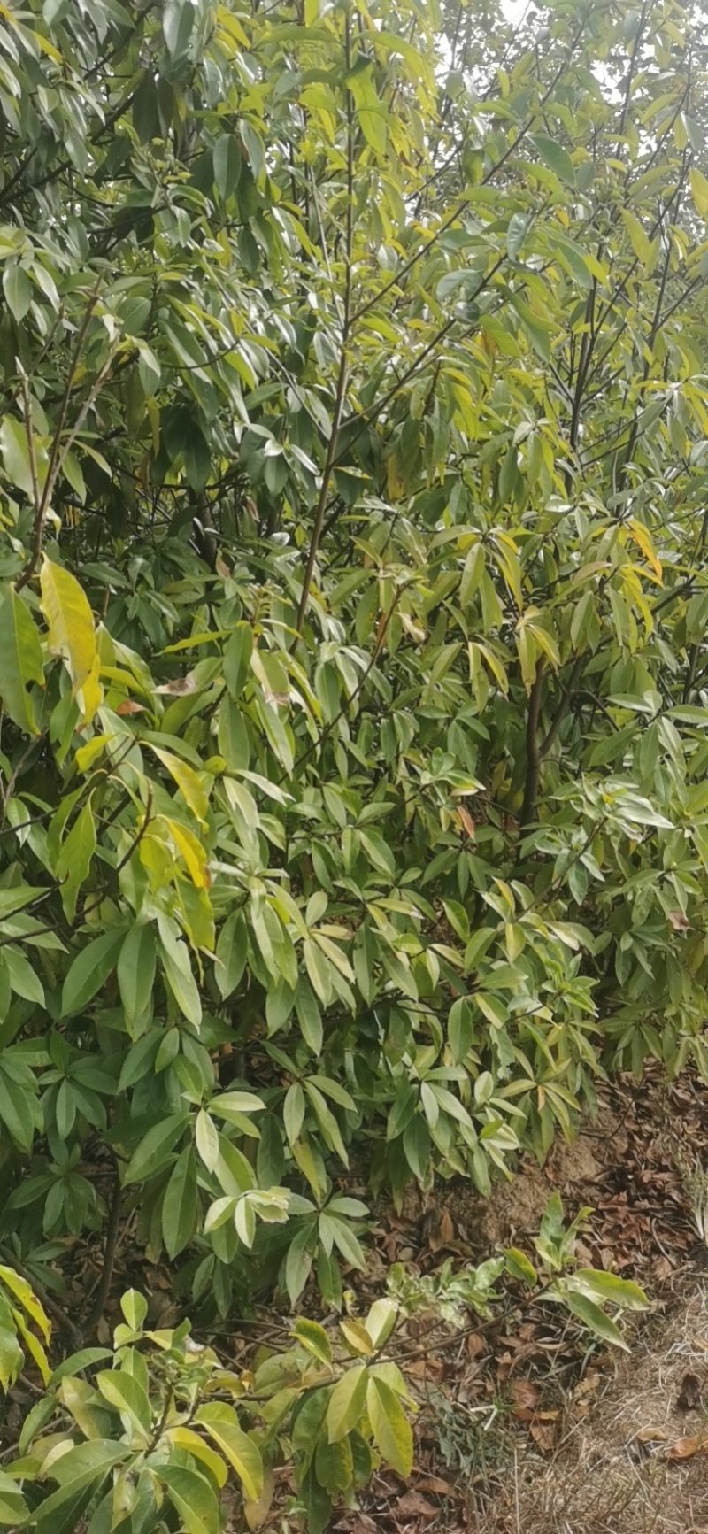 地径2公分木荷土球苗