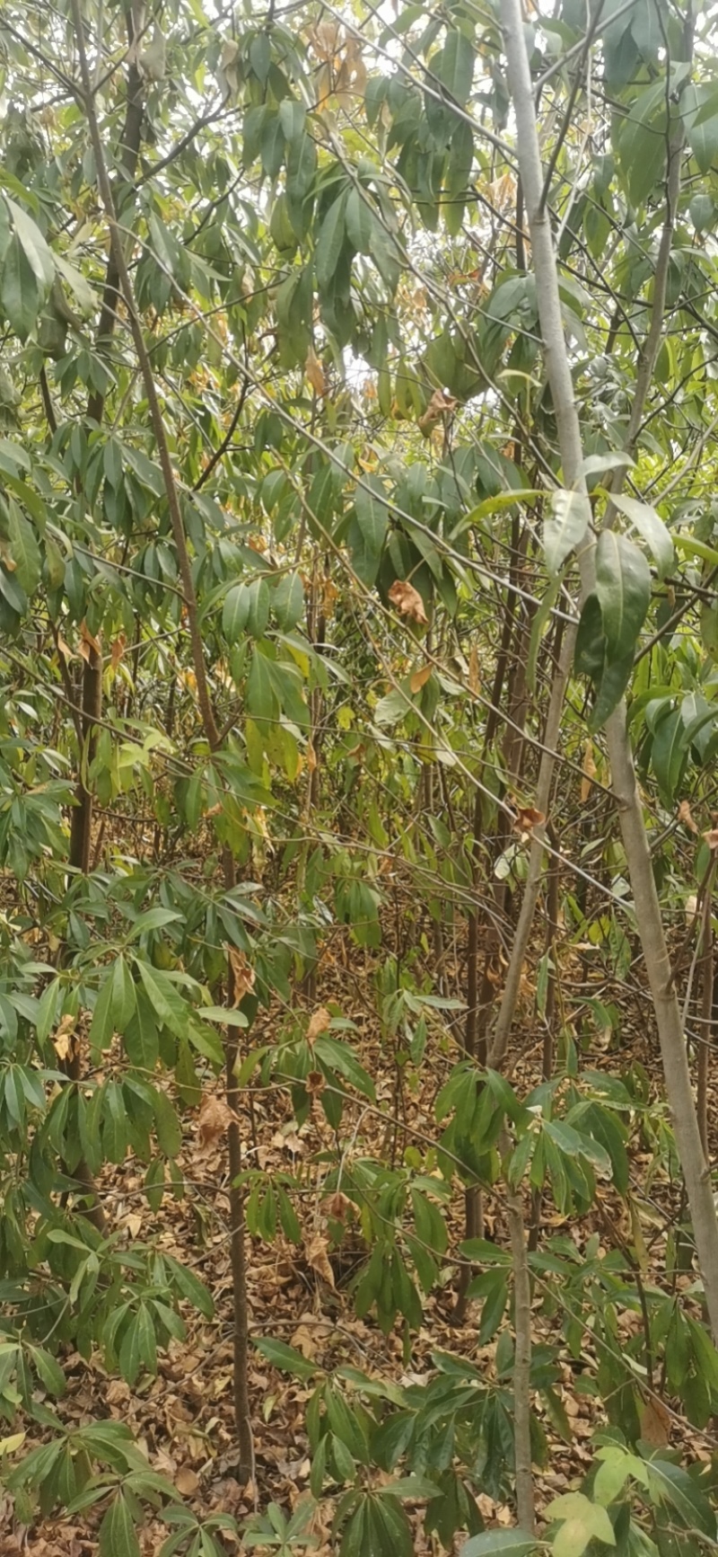 地径2公分木荷土球苗