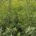 地径2公分木荷土球苗