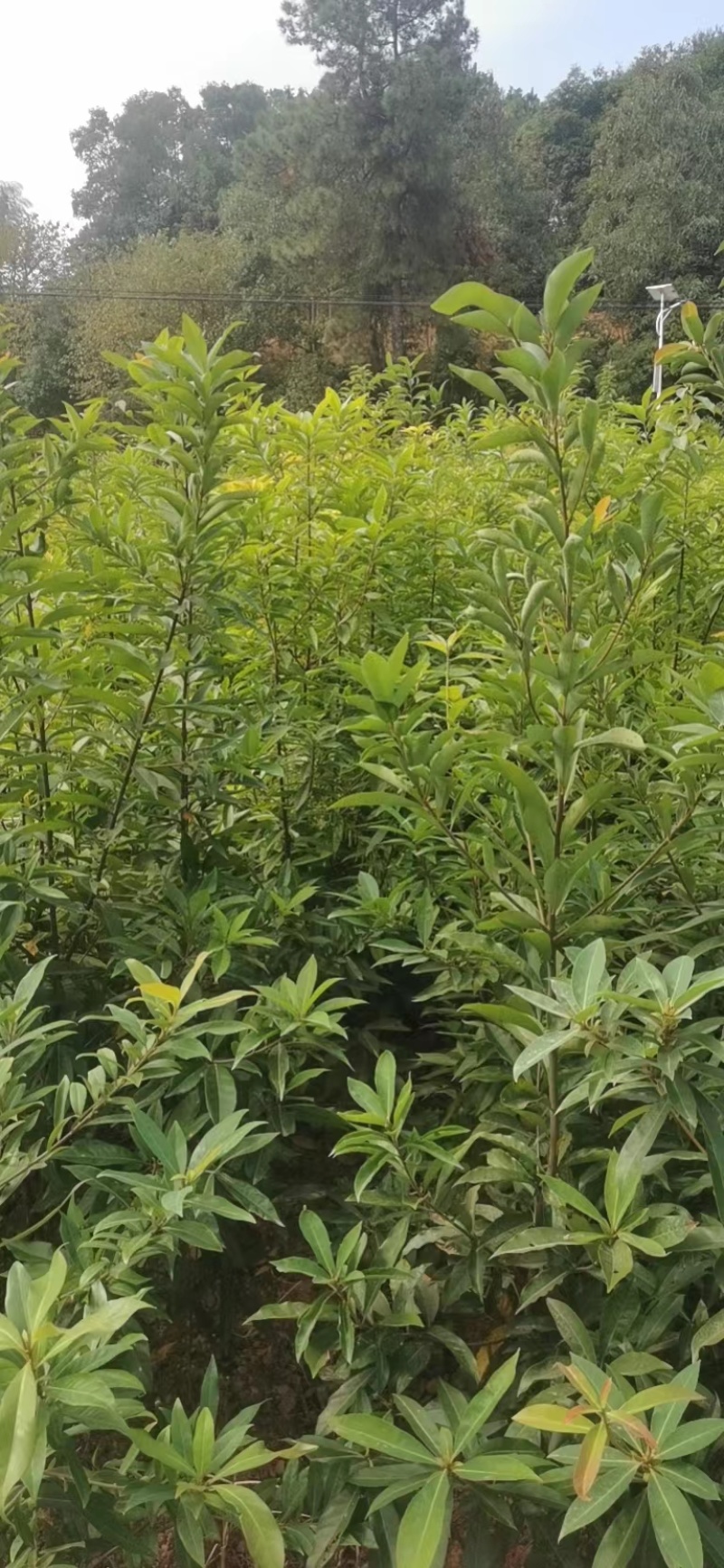 地径2公分木荷土球苗
